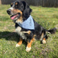 Embroidered Dog Bandana : Light Blue Gingham
